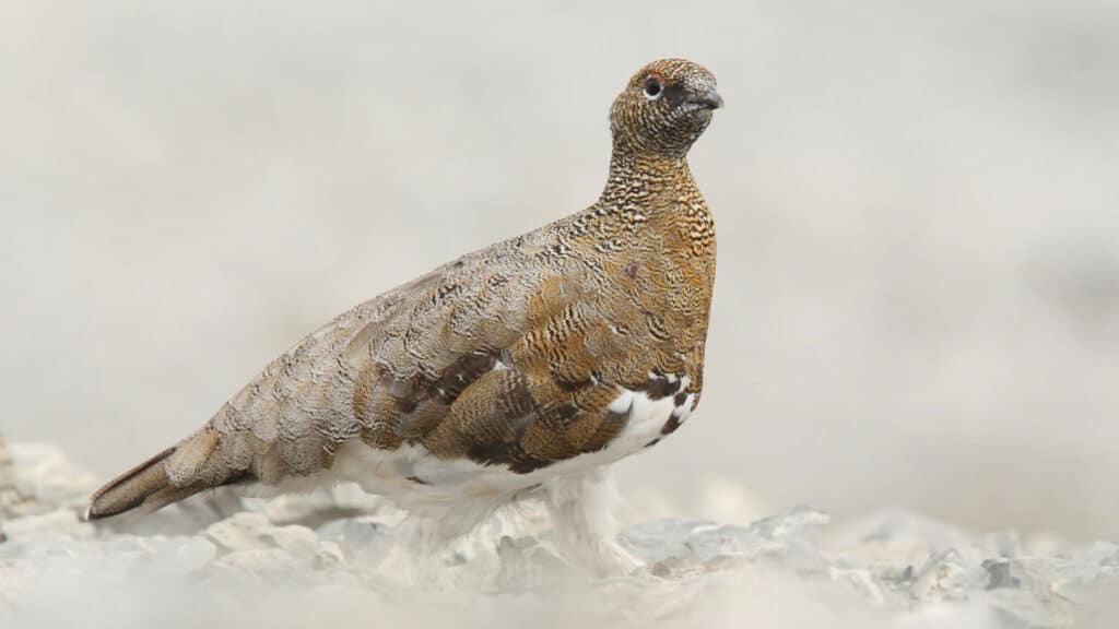 Ptarmigan - female