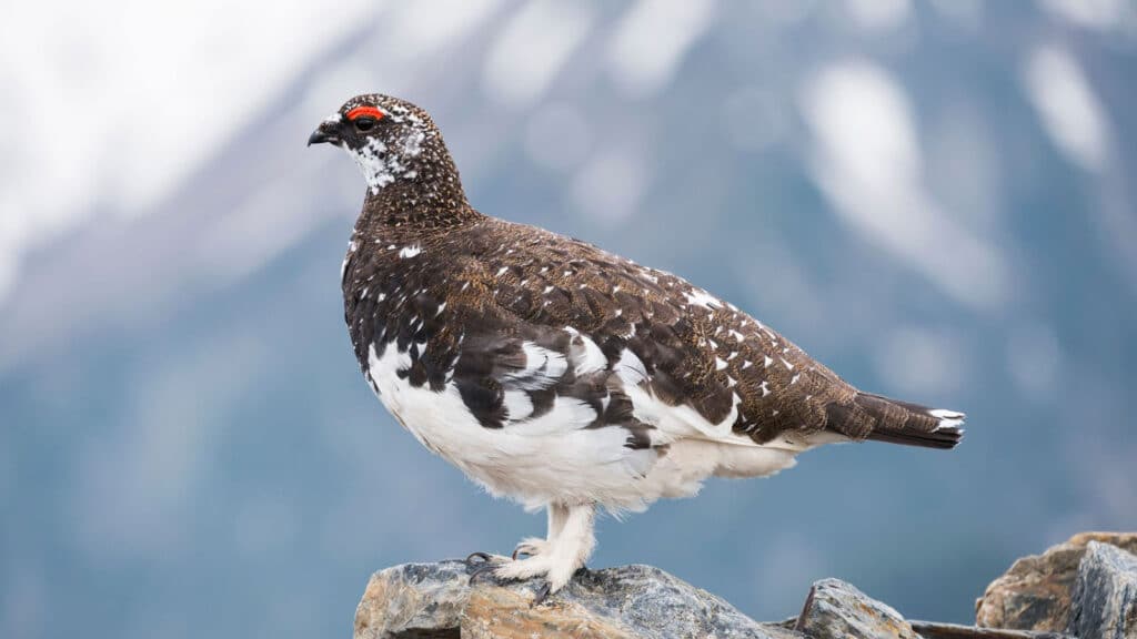 Ptarmigan - male