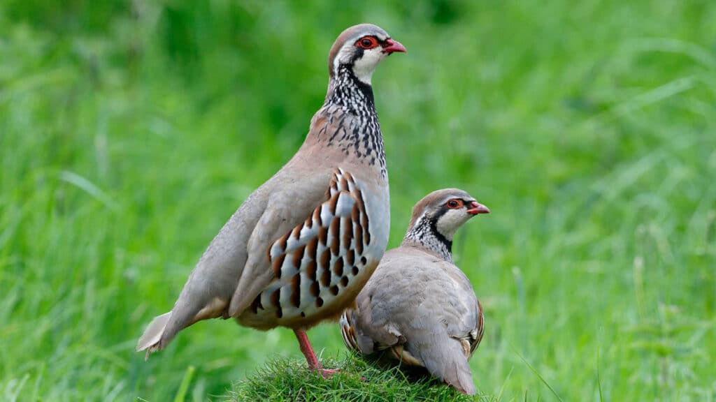 Red-legged partridge female