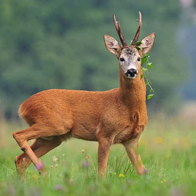 Roe-buck