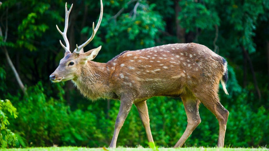 Sika stag