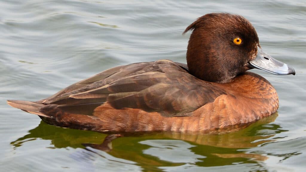 Tufted duck - female