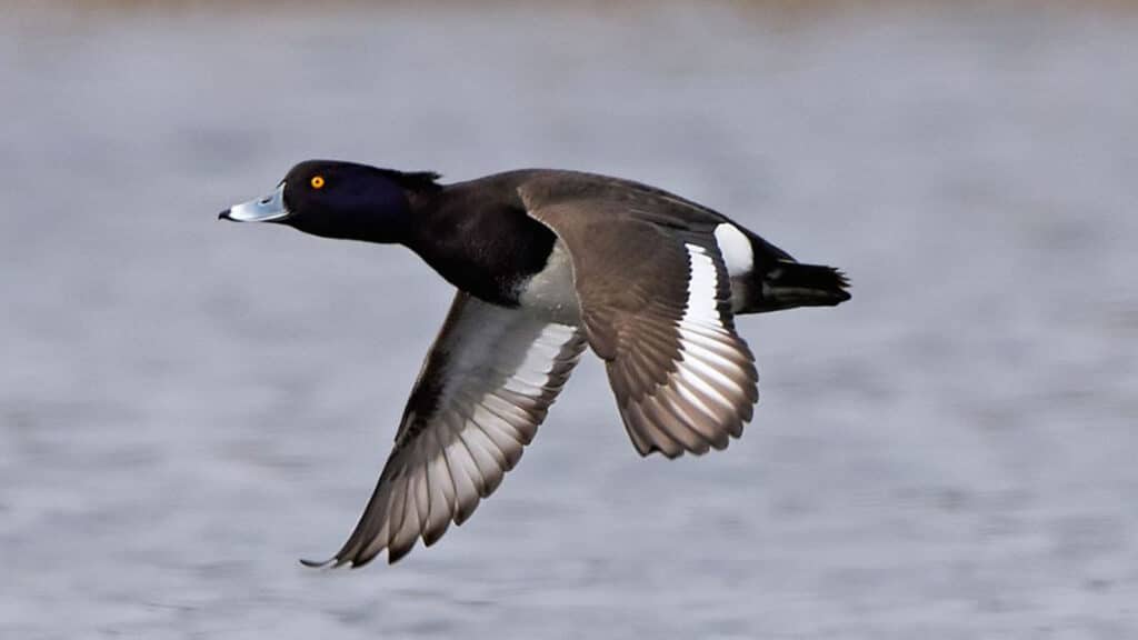 Tufted duck - male