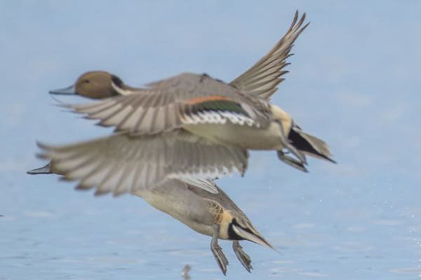 A flock of ducks flying