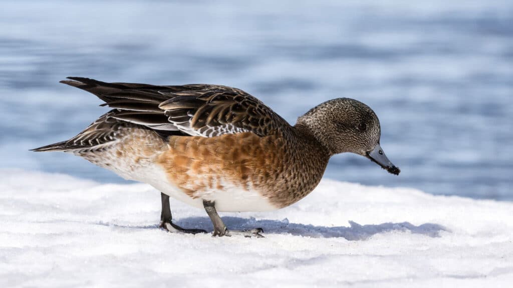 Wigeon - female