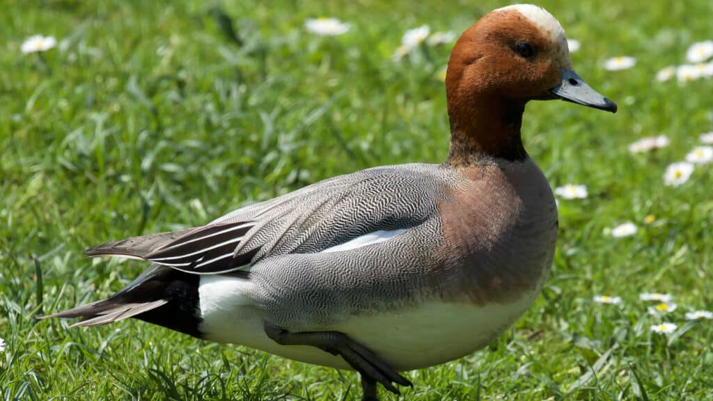 Wigeon - male