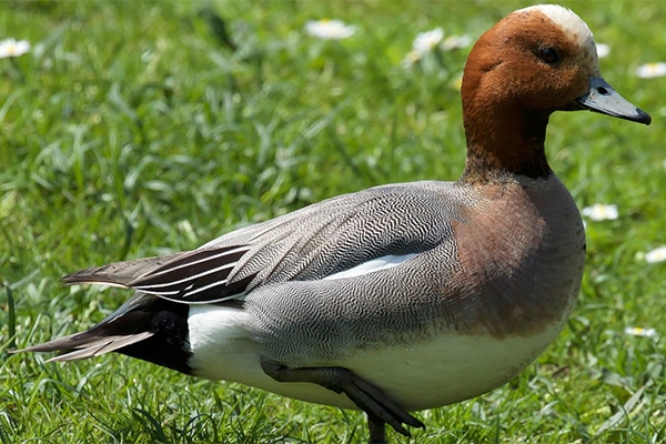 Wigeon male