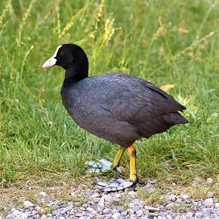 Coot