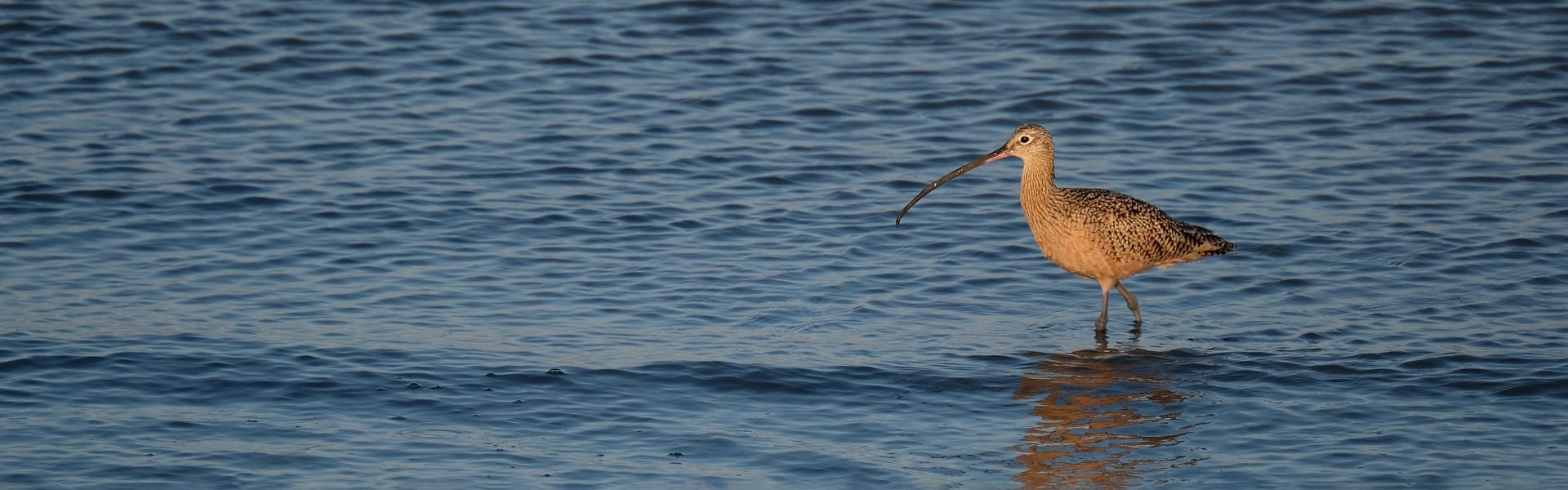 A curlew in water