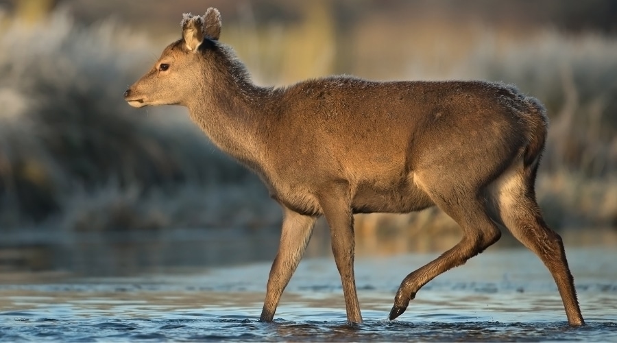 A deer