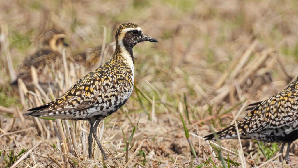 A golden plover adult