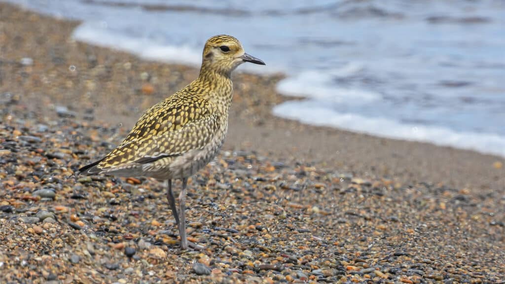 A golden plover juvenile