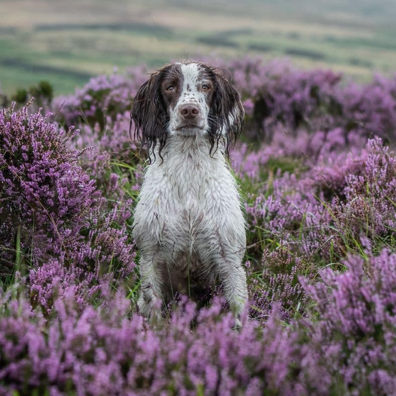 gundog in the heather