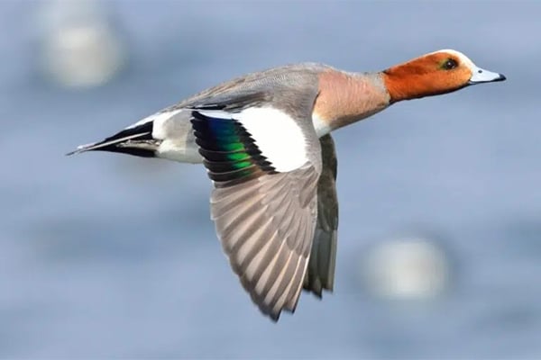 Male wigeon in flight