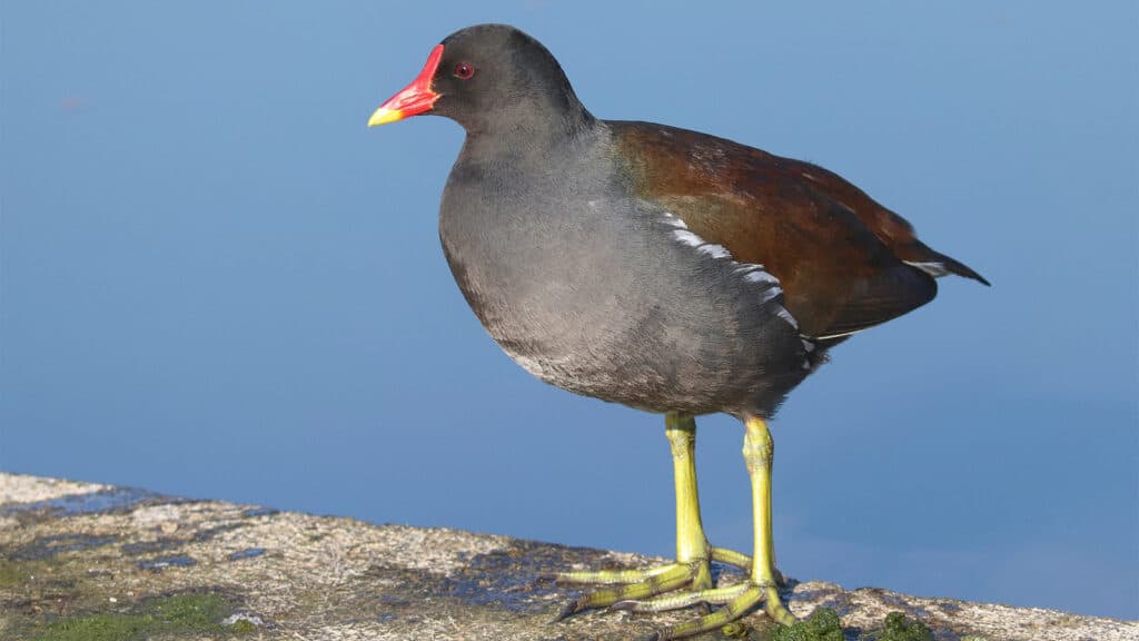 A moorhen