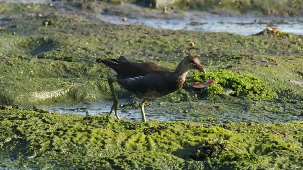 Juvenile moorhen