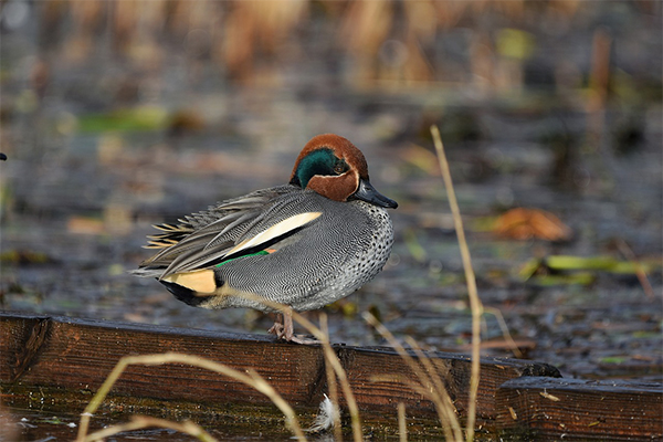 Eurasian Teal duck