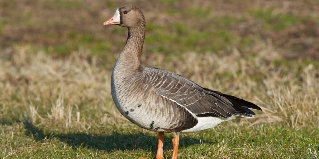 White fronted goose