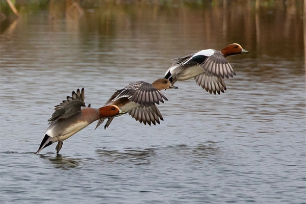 Three wigeons taking flight out of water
