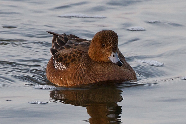 Wigeon female