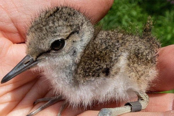 A common sandpiper chick