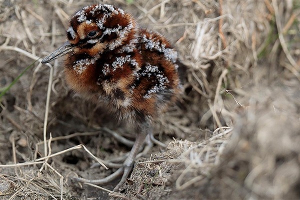 Common snipe chick