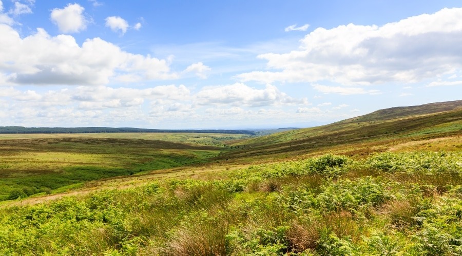 Moorland