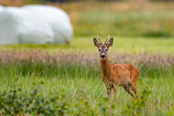 A roe deer