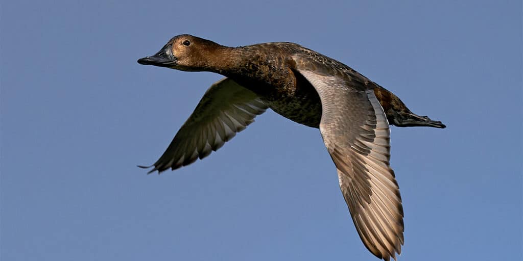 Duck in flight