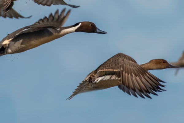 Ducks in flight