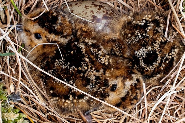 Dunlin chicks