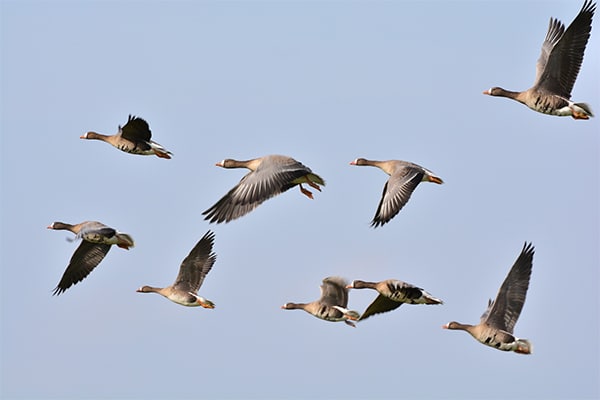 Geese in flight