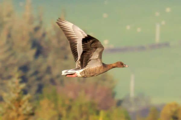 goose in flight