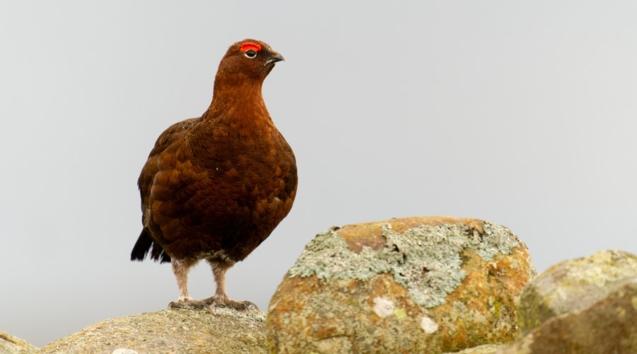 Red grouse