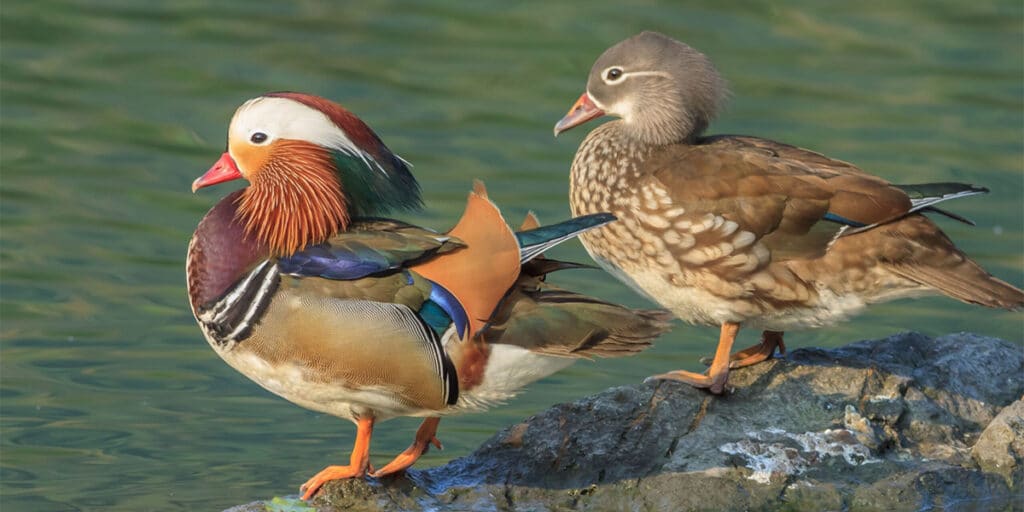 Mandarin ducks