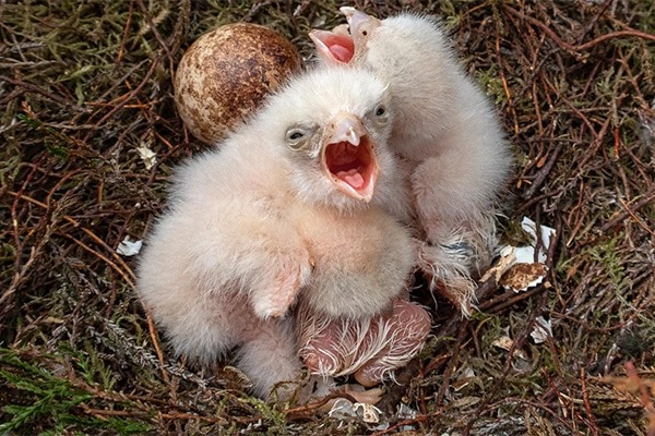 Merlin chick