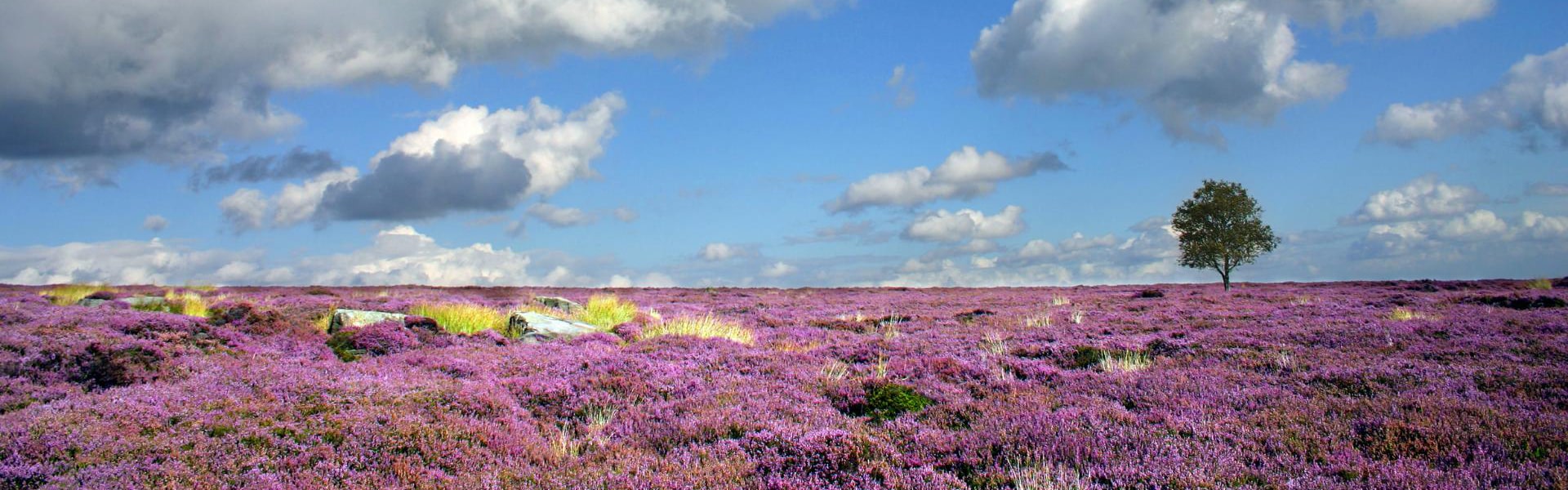 Moorland