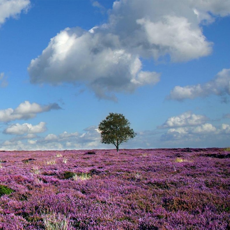 Moorland