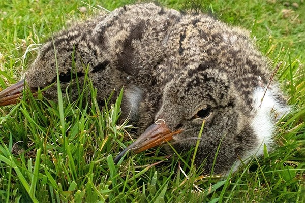 Oystercatcher chick