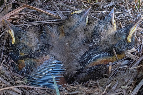 Ring ouzel chicks