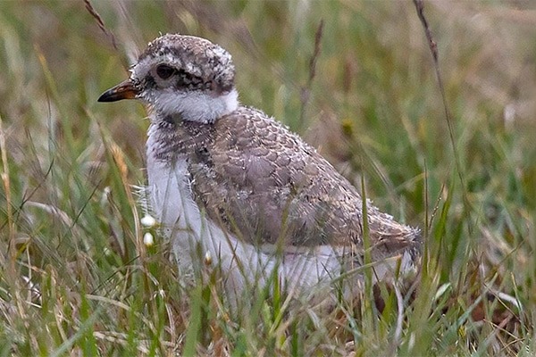 Ringed plover