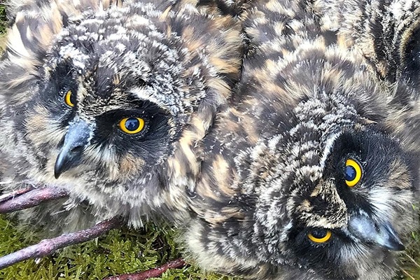 Short eared owl
