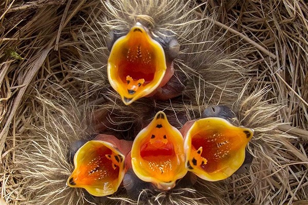 Skylark chicks