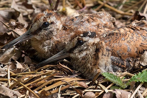 Two woodcocks