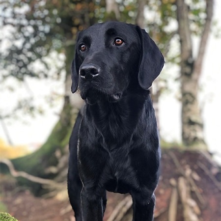 Black labrador
