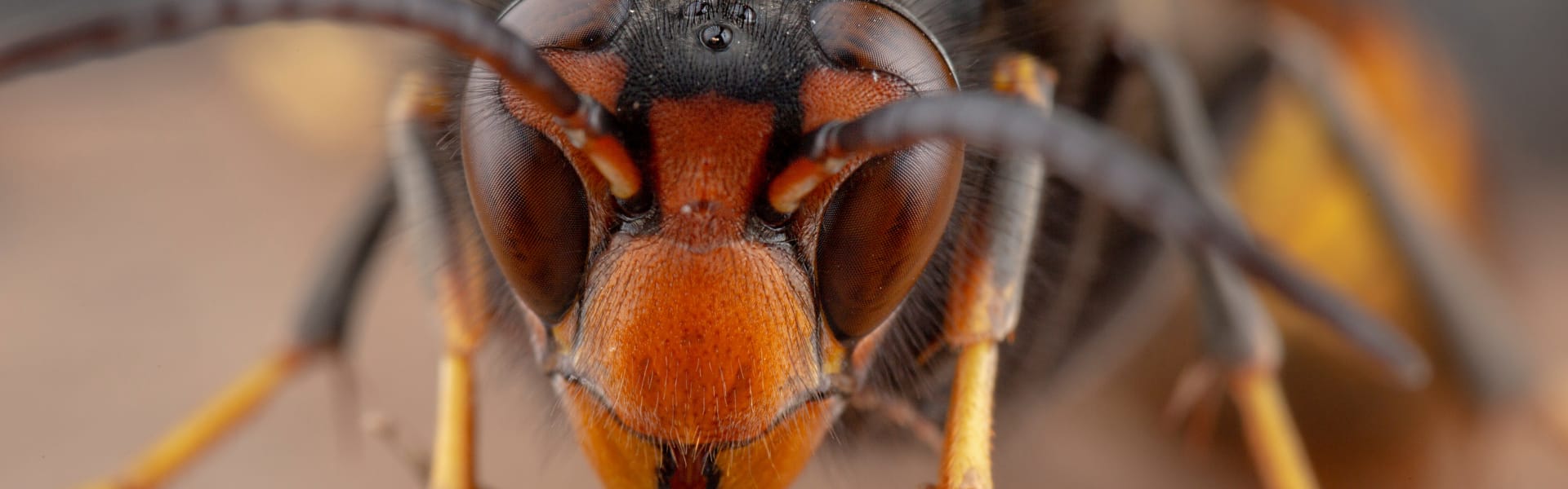 Asian hornet