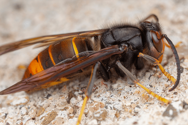 Asian hornet