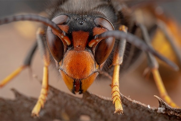 Asian hornet