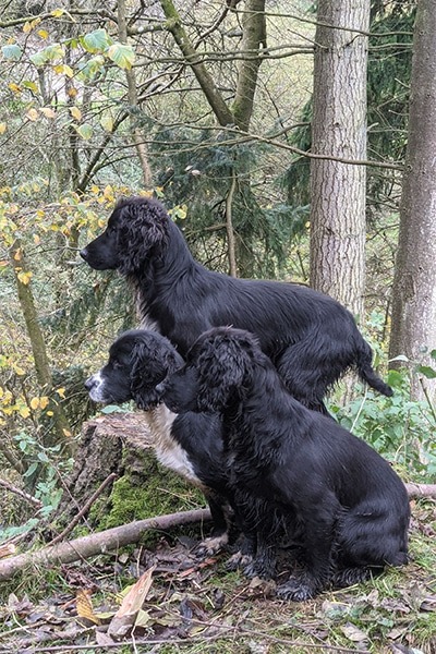 Three Black spaniels