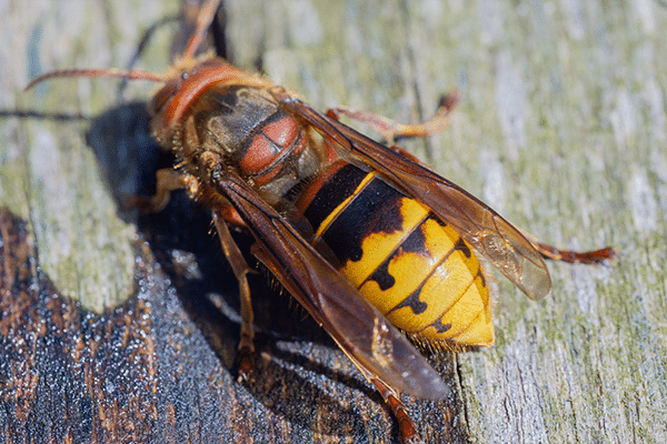 European hornet